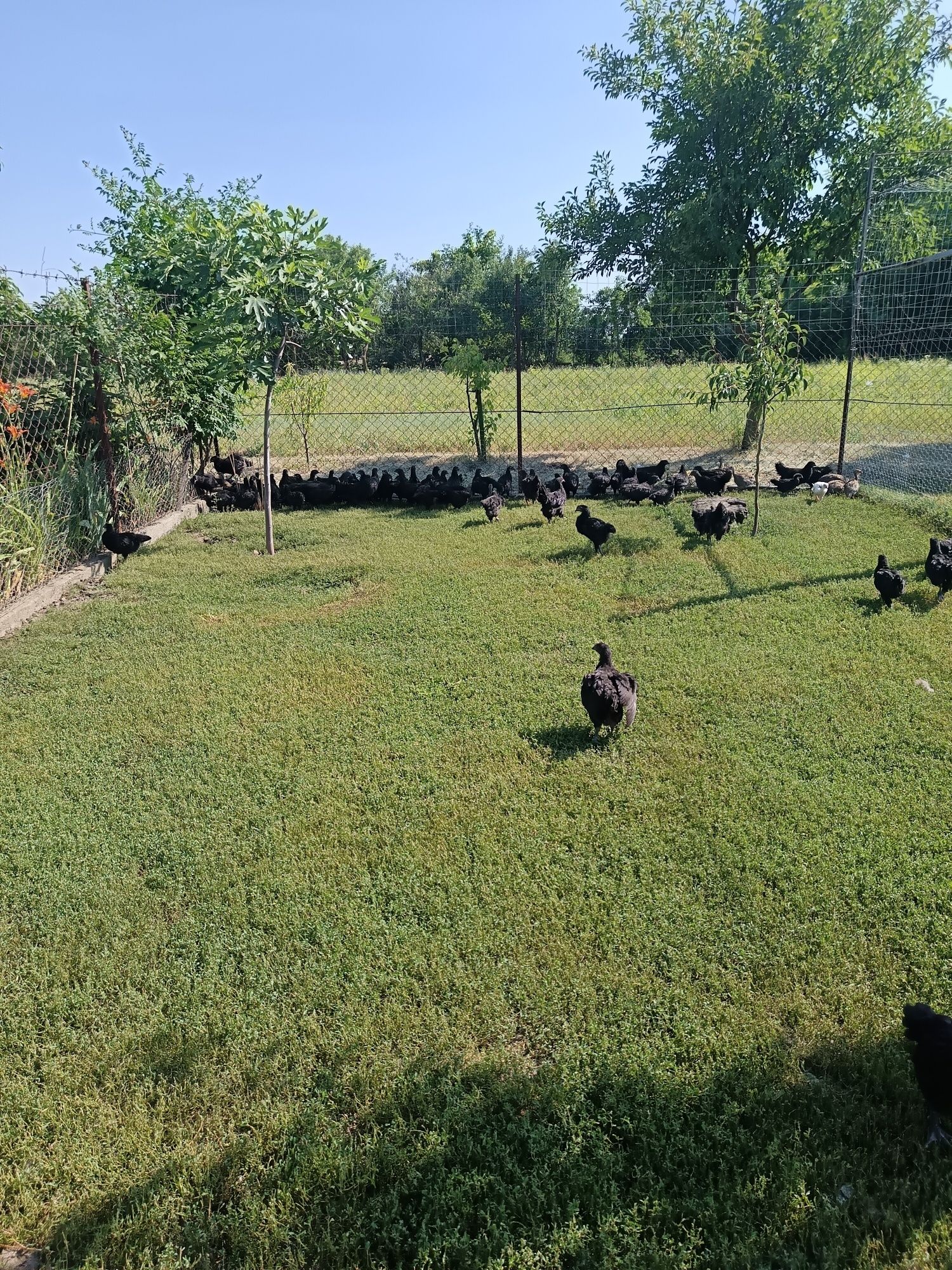 De vânzare pui australorp
