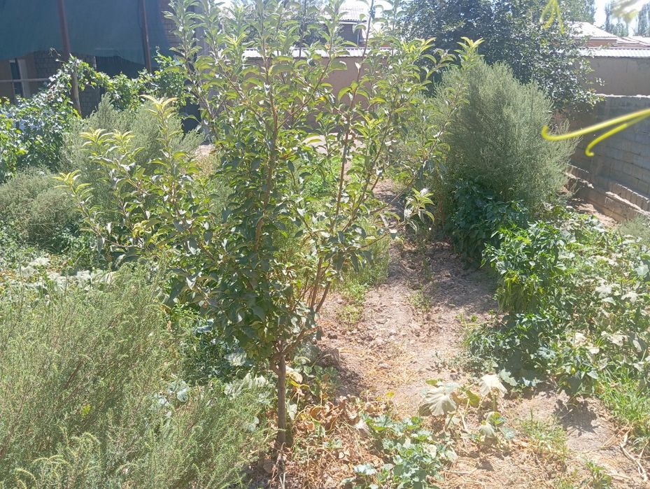 1 сотиги 12000$ 3 сотик яна келишамиз