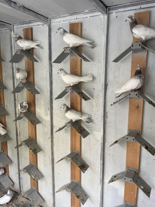 Пазарджишки високолетци