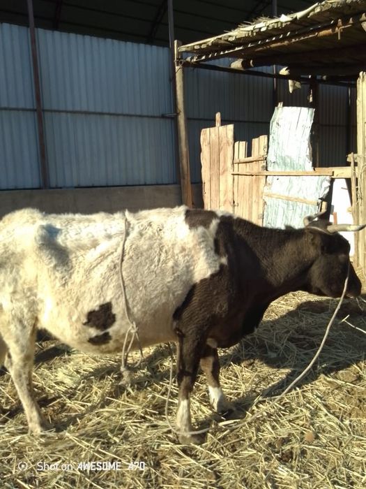 Ірі орта күй сиыр сатылады.