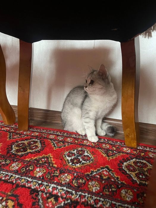 Mushuk zotli Shotlandskiy strayt