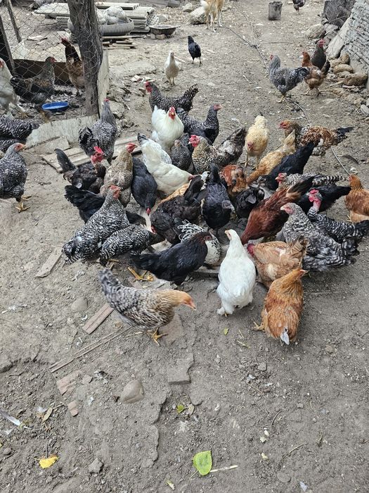 Vând cocoși de casă