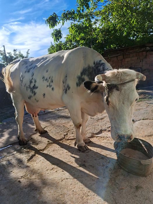 Vaca Bleu Belge.