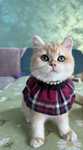 British shorthair golden