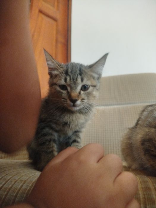 Mushuklar sotiladi 2 dona 1yarim oylik boʻlgan