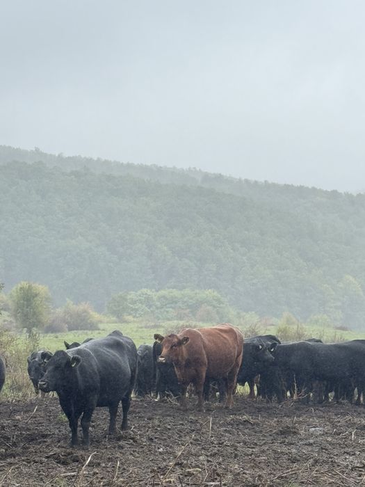 Vand vaci Aberdeen Angus