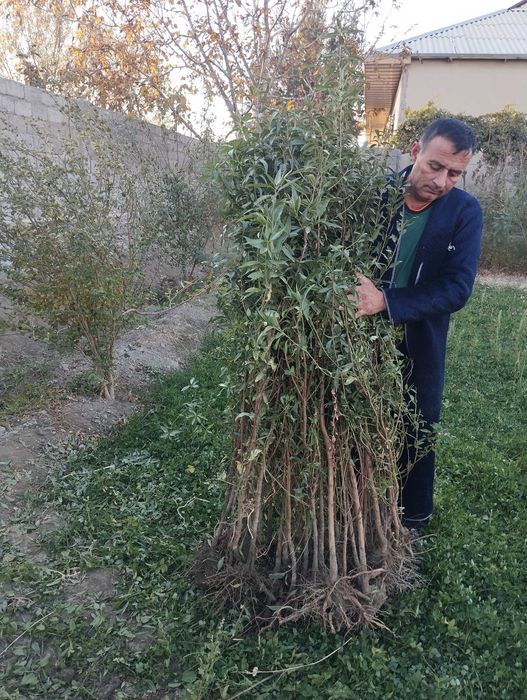 Koʻchatlar optom va dona