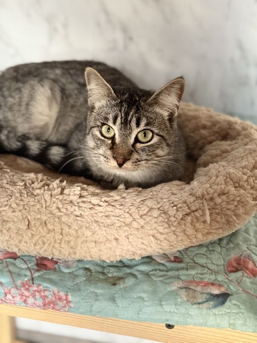 Отдам  кастрированного кота в добрые рки