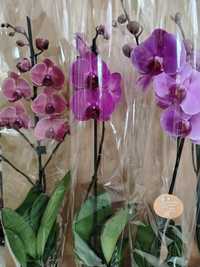 Распродажа Орхидеи высокие шикарные