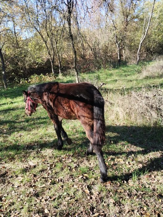 Vând o iapa și un mânz sau schimb cu tractor