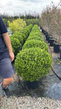 Buxus globular calitate extra (transport gratuit)