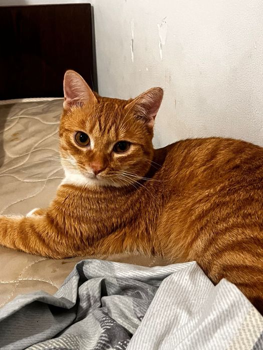 котик ищет новый дом