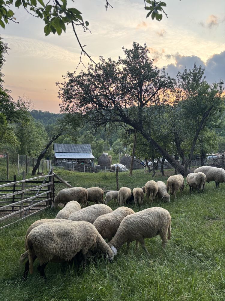 Vand oi bergamasca si berbec carabas
