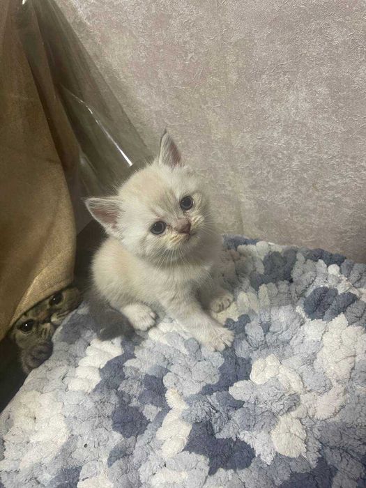 шотландские котята