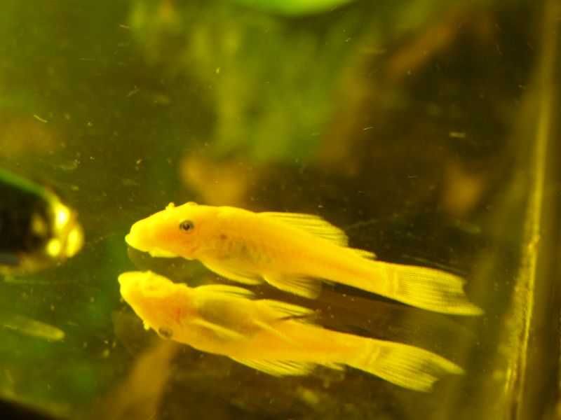 Аквариумные рыбки - сомики анциструсы