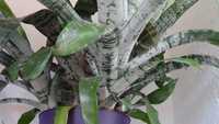 plante apartament  Aechmea Fasciata