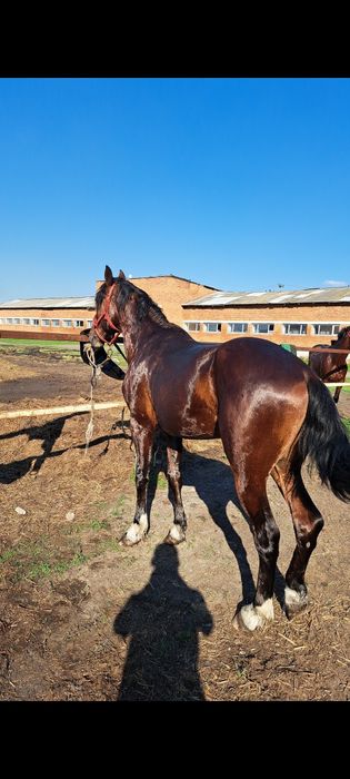 Продам жеребец полных 3 года