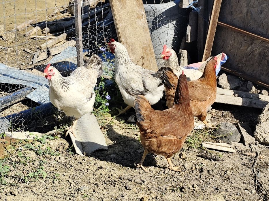 Vând găini tinere ouătoare