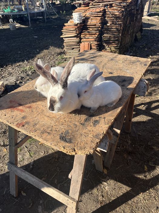 Disponibili Urias de Transilvania