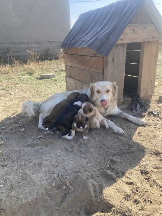 Доставка есть щенки