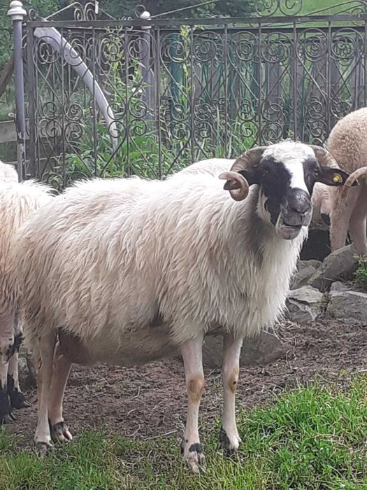 Oi de vânzare  cu   miei