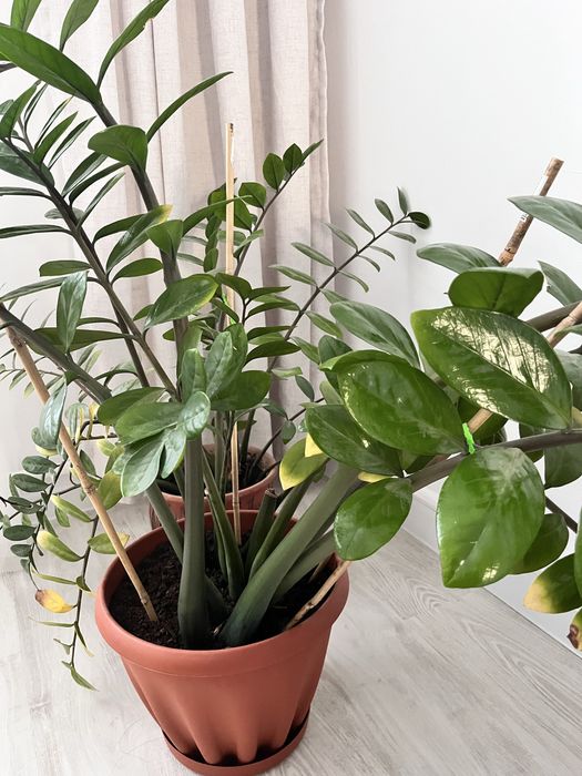 Продам цветы Замиокулькас