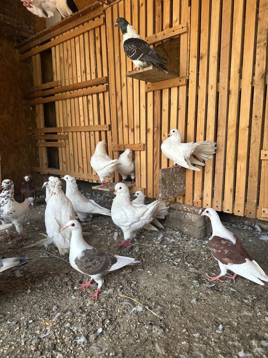 Vând porumbei diferite rase