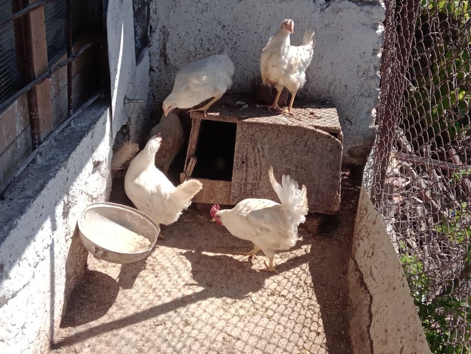 Бял Легхорн ярки на 5месеца