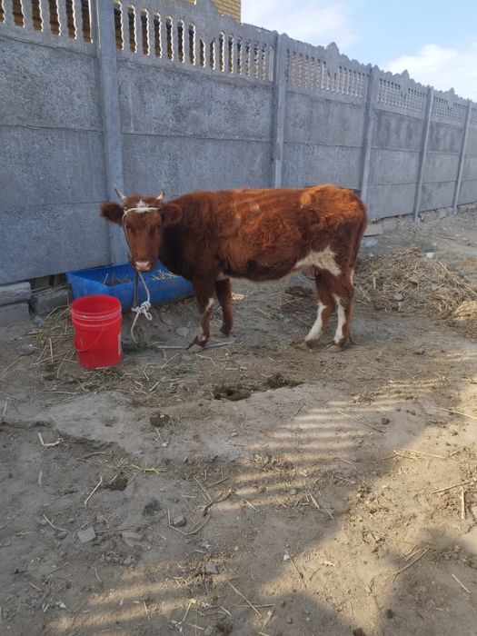 Бузаулы сиыр сауынды