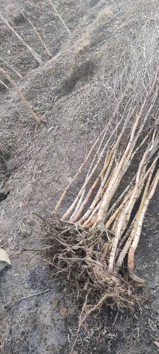 Puieți de mesteacăn înălțimea 2 metri