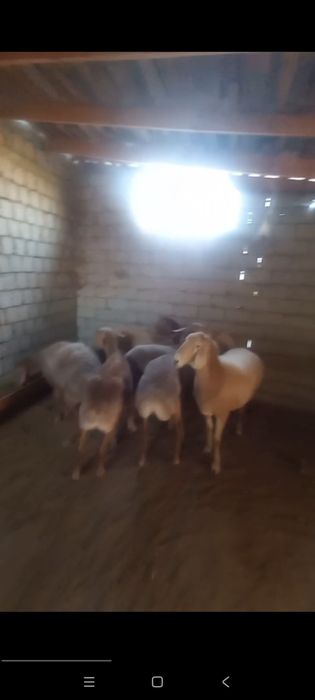 Арашан койла козила сотилади соглом солулаям келишган телег видео бор