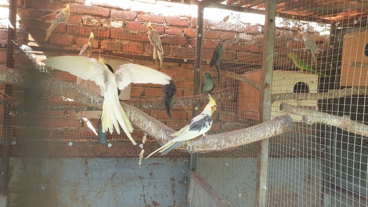 Vand papagali Nimfe,Kakariki si Perusi