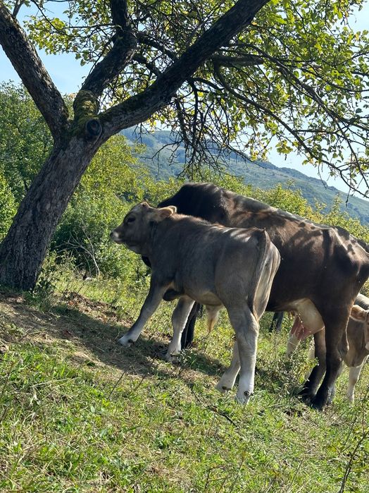 Vacă cu vițel de vânzare