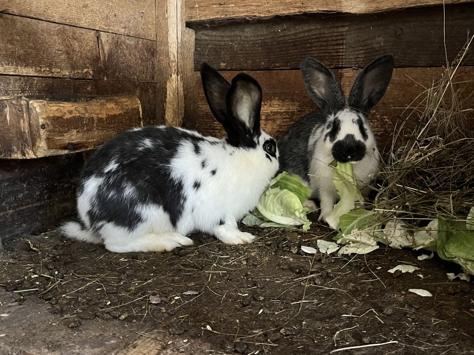 Iepuri rasa urias cu fluture german