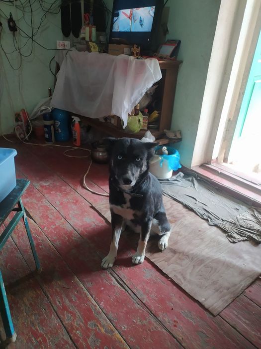 Хорошие друзья и охраники