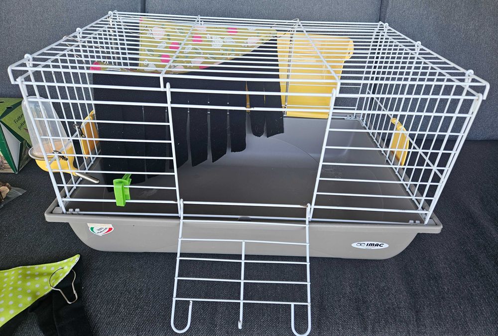 Cusca porcușor de guineea