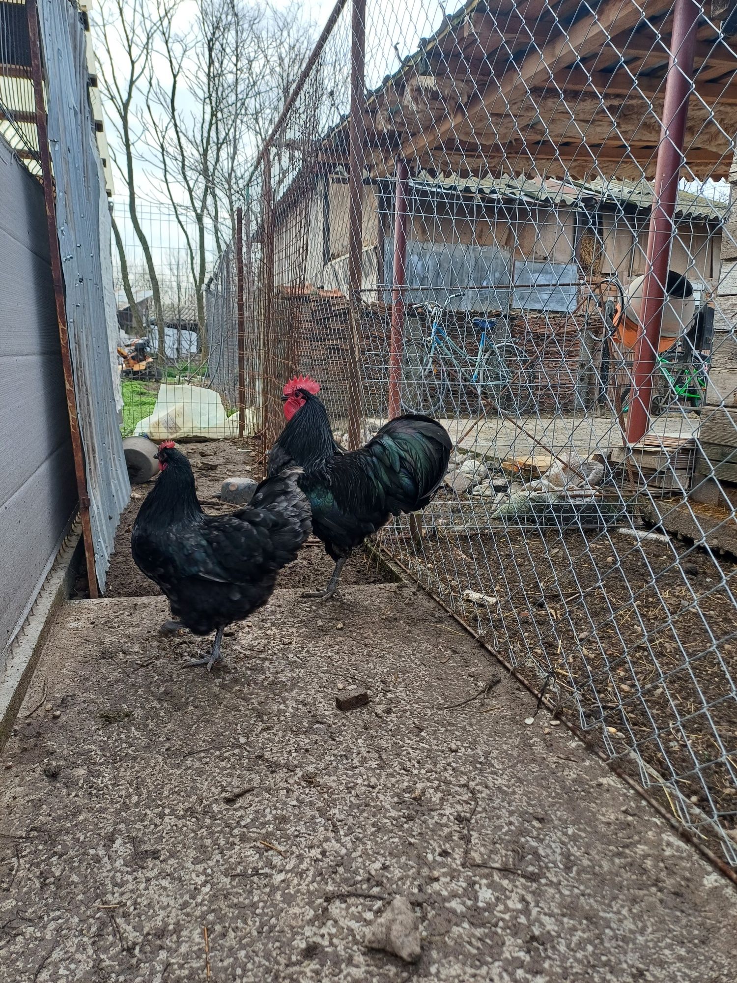 Oua australorp negru