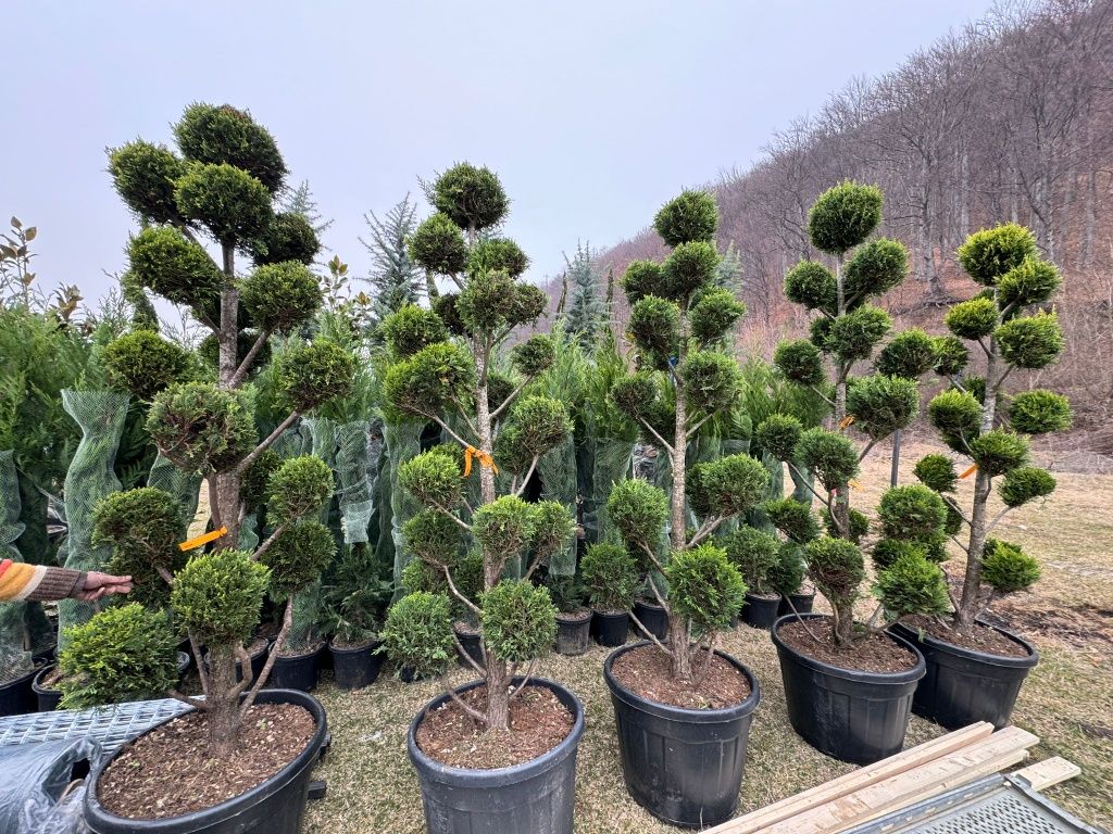 Pon pon bonsai, forme din plante, tuia bile, globuri, artari, leylandi