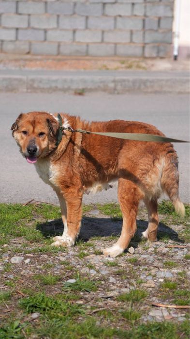 Хлоя ищет семью. Классная для семьи.