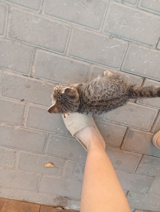 Спасённый котенок ищет дом