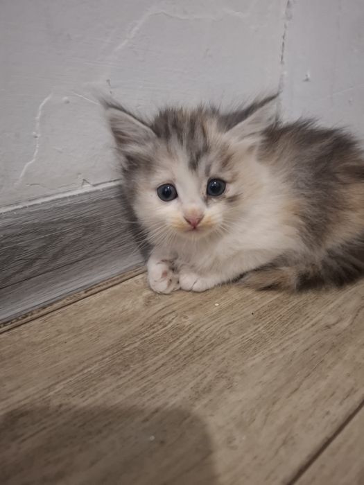 Отдам котят в хорошие руки