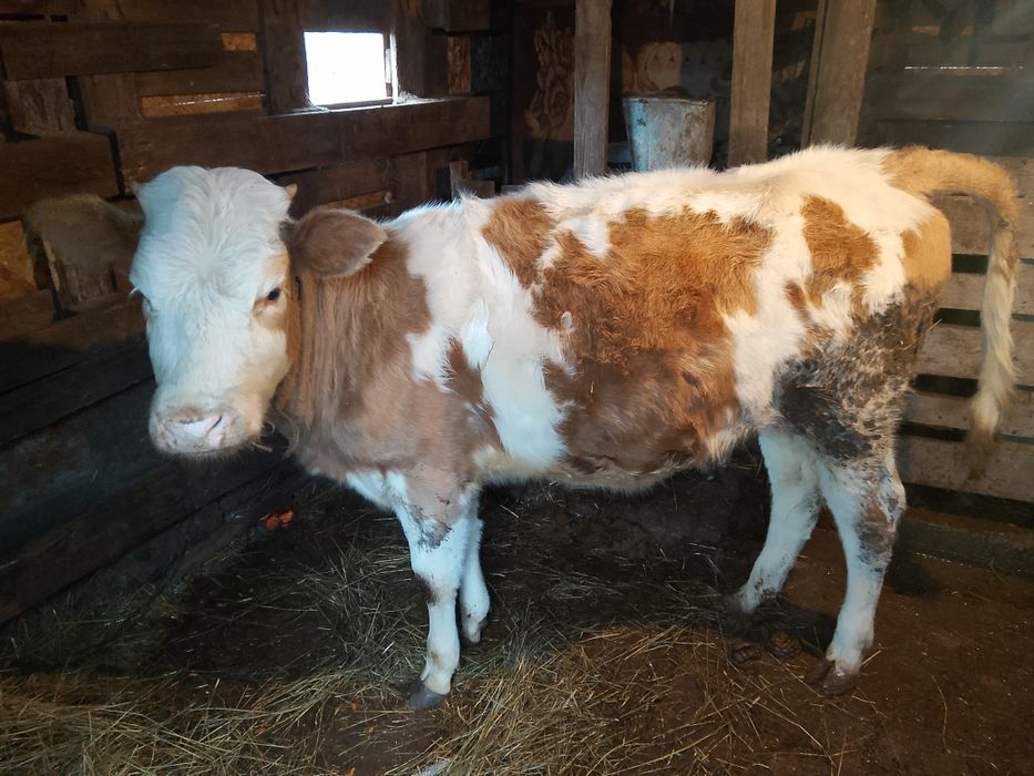 Телёнок 8месяцев