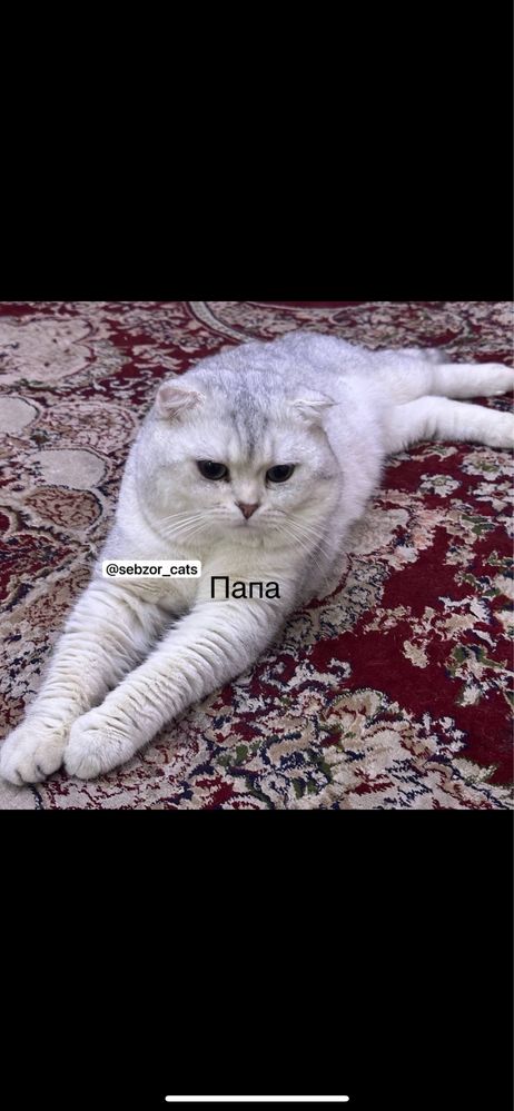 Срочно продоётся котёнок!!!