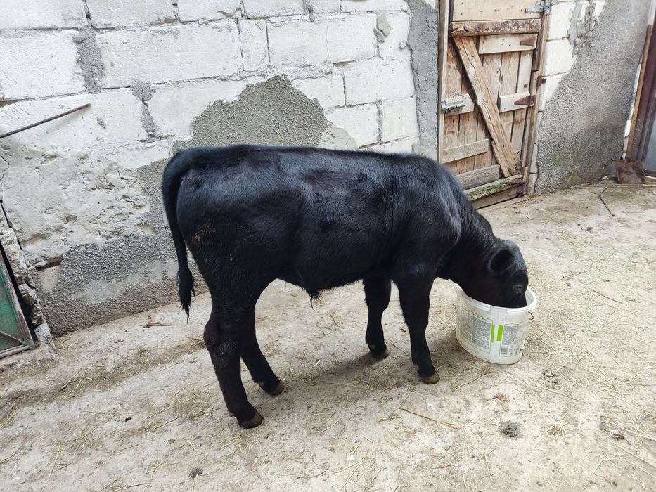 Vitel ANGUS -  Albastru belgian