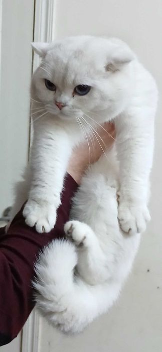 Вязка  кошак, мушук  чатиштириш