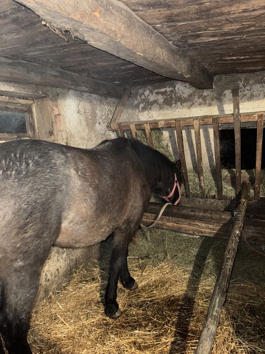 Vand manz de 2 ani jumate