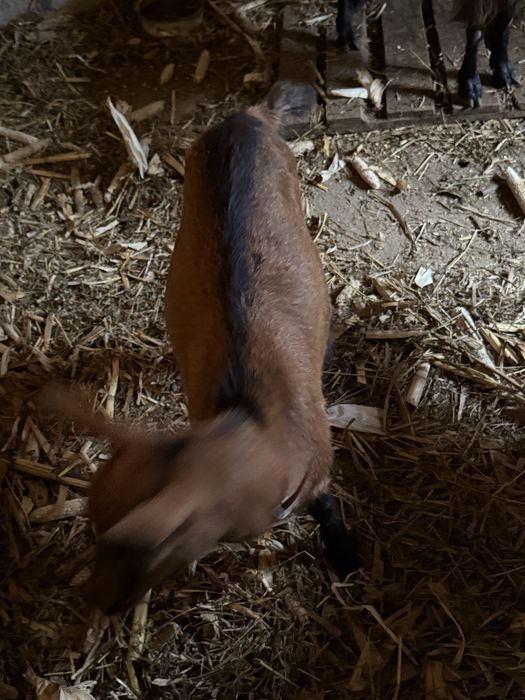 Ieduta alpin francez