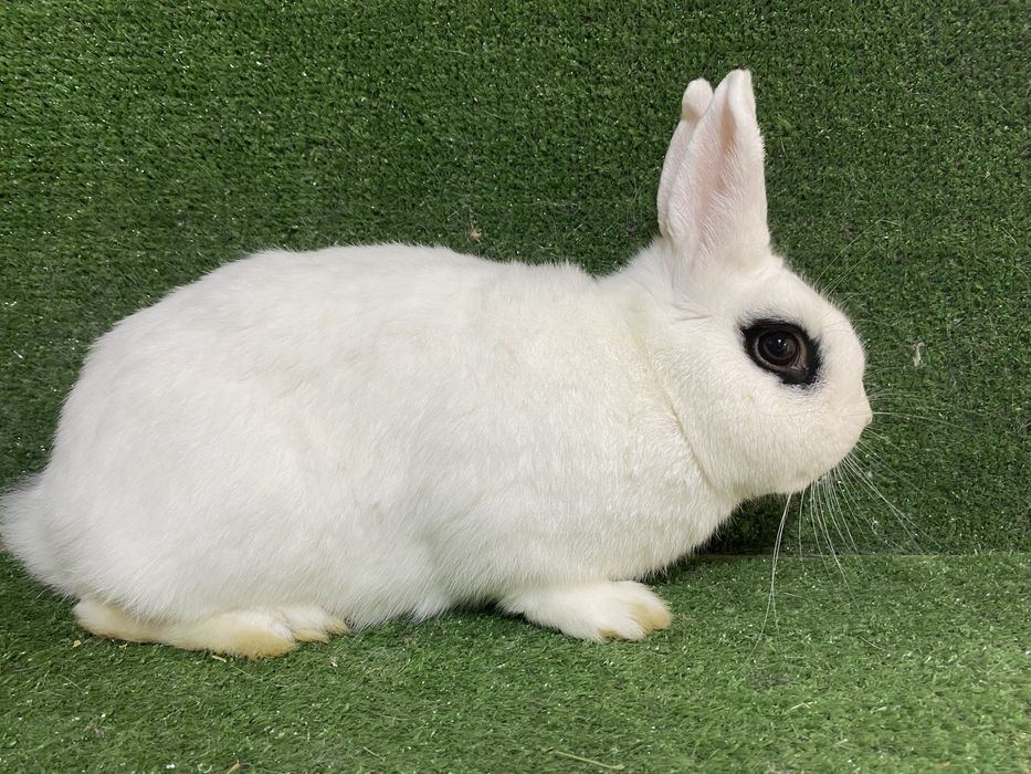 Sotiladi Xatot quyon , продается кролик Хатот