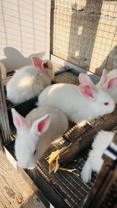 Кролики по 3000 великаны