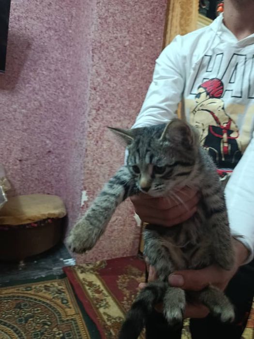 Отдам девочку в добрые ручки